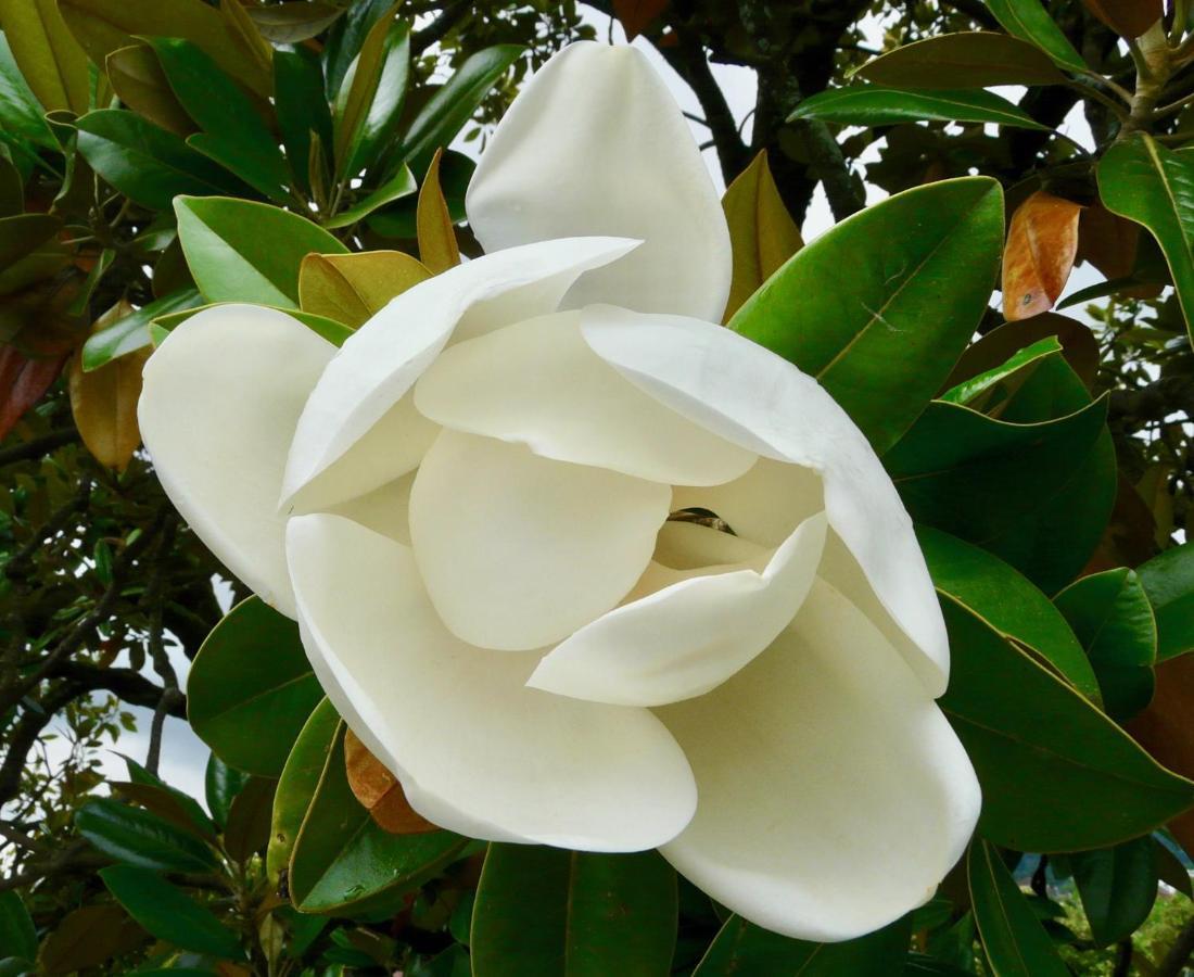 Magnolia : Superbe Deux-Pieces Quartier Du Chateau По Екстер'єр фото